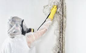 Best Environmental Consulting for Mold Prevention  in Hillsboro, MO